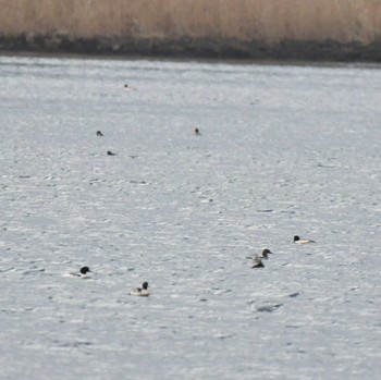 カワアイサ 春国岱原生野鳥公園(根室) 2022年11月21日(月)