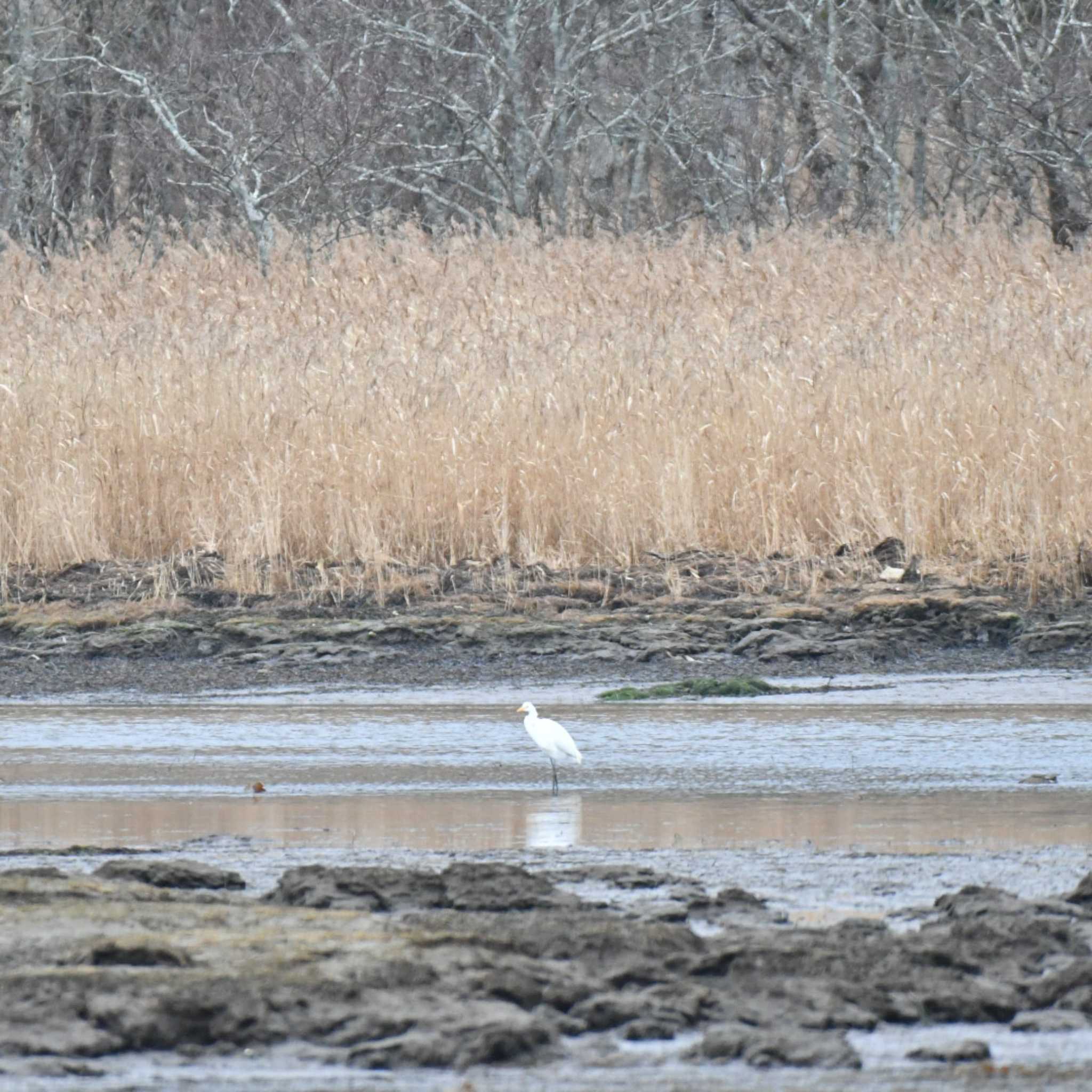 Medium Egret