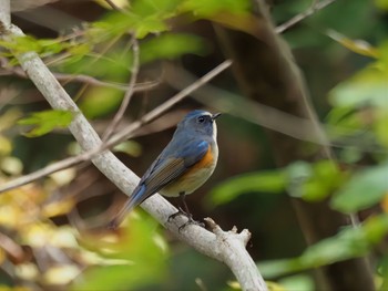 Red-flanked Bluetail 大阪府 Sun, 11/20/2022