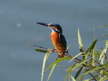 Common Kingfisher 境川遊水地公園 Sat, 11/19/2022