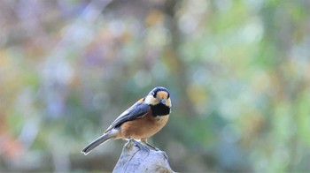 Varied Tit 家の近く Mon, 11/21/2022