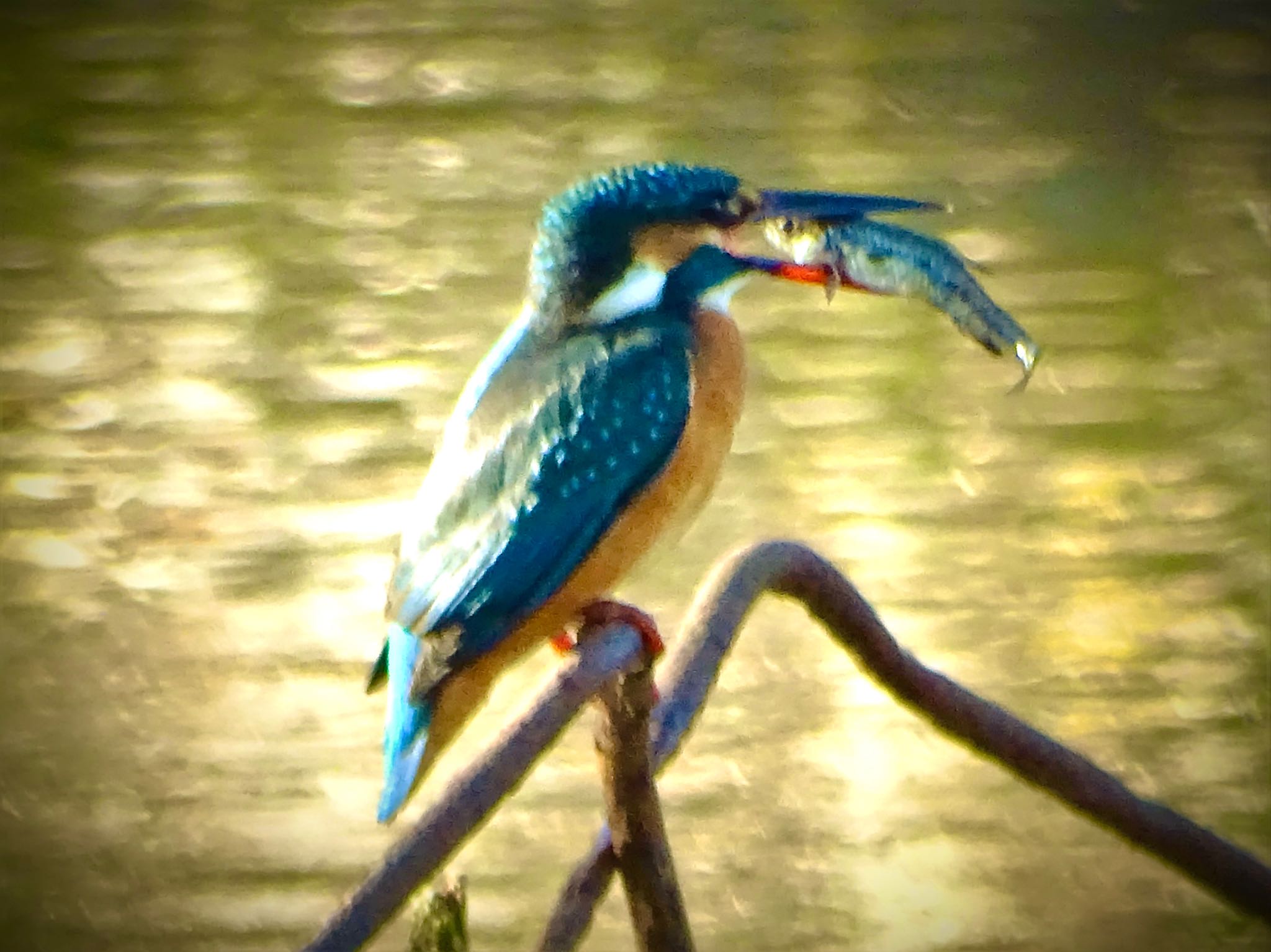 舞岡公園 カワセミの写真