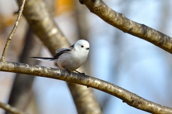 Long-tailed tit(japonicus) 札幌 Sat, 11/19/2022