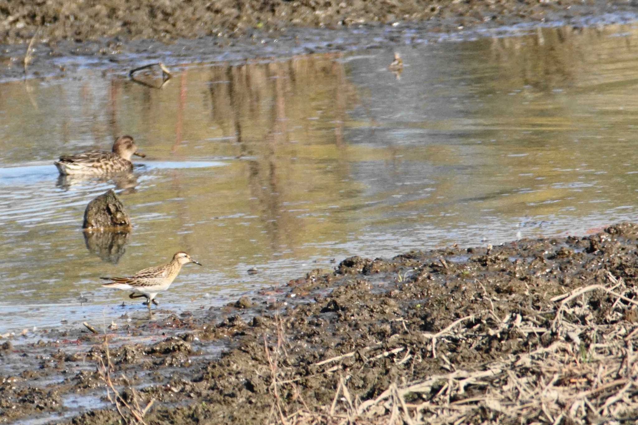 渡良瀬遊水地 ウズラシギの写真