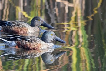 2022年11月13日(日) 新横浜公園の野鳥観察記録