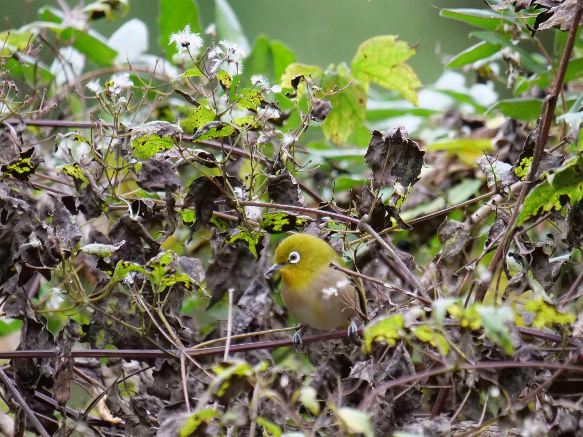 秩父 メジロの写真 by little birds