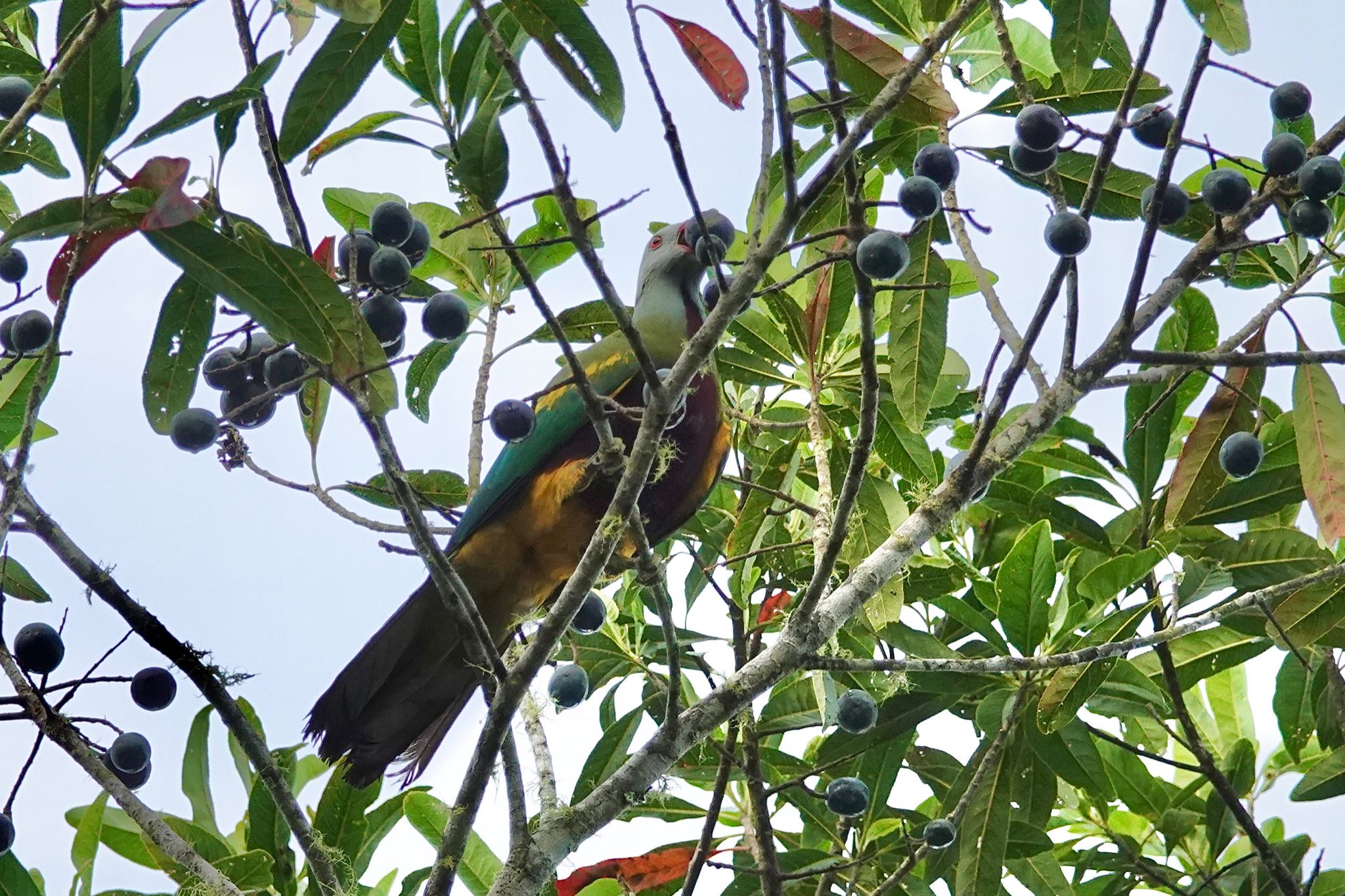 Chambers Wildlife Rainforest Lodges 周辺 ワープーアオバトの写真 by のどか