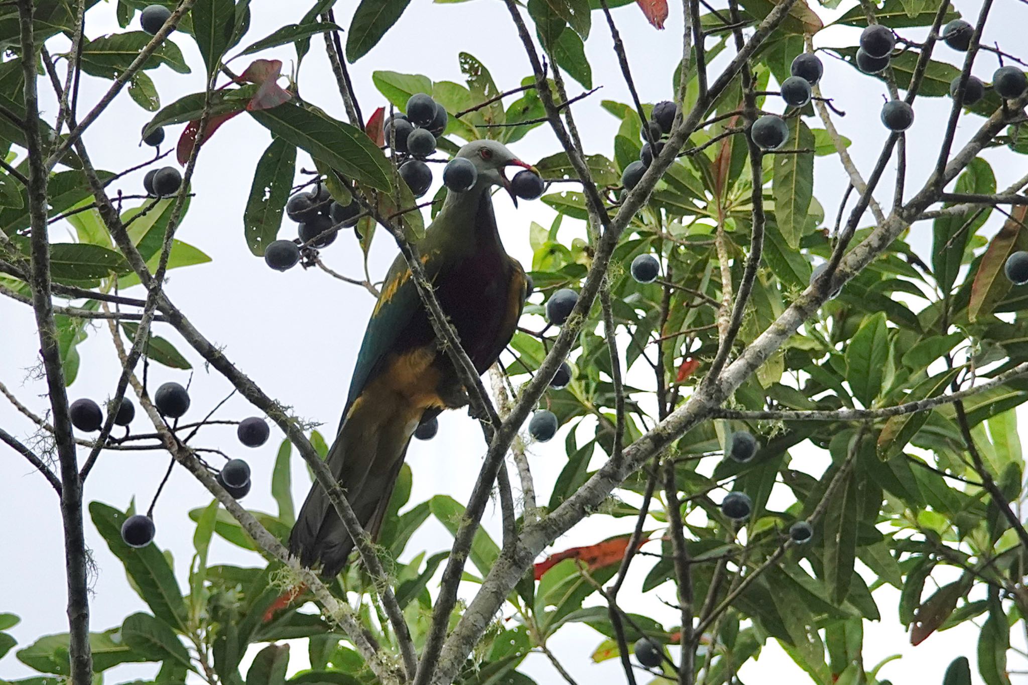 Chambers Wildlife Rainforest Lodges 周辺 ワープーアオバトの写真