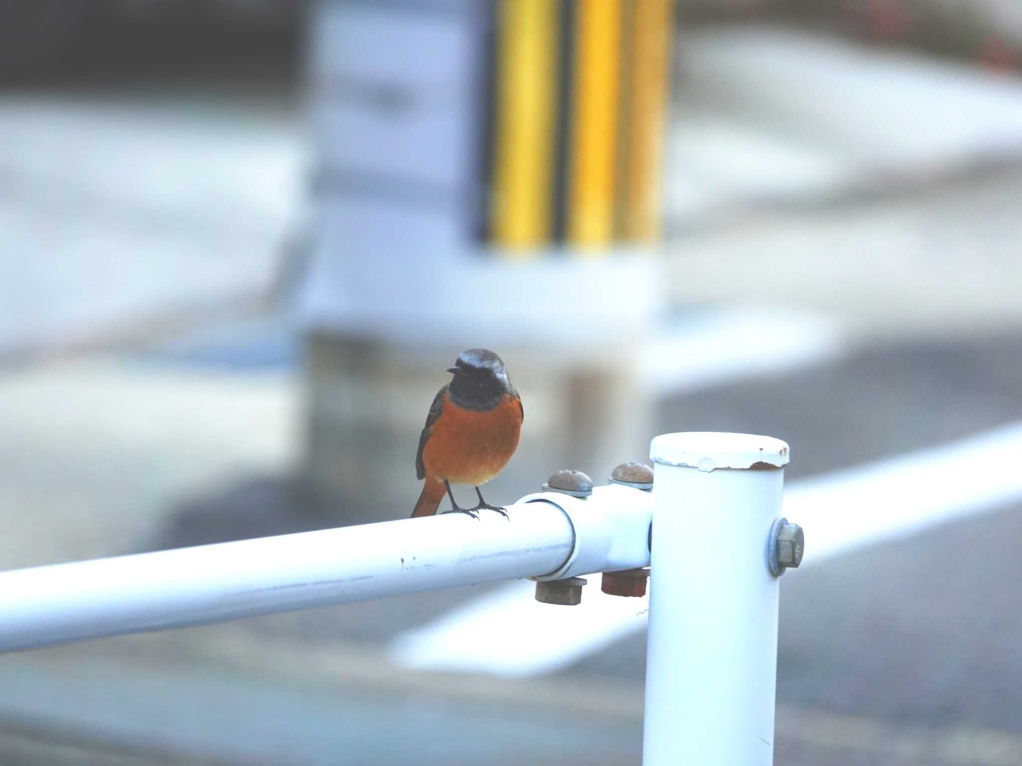 長崎市 ジョウビタキの写真