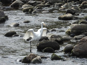 Great Egret 碁石川(川向橋付近) 宮城県柴田郡川崎町 Sat, 10/22/2022