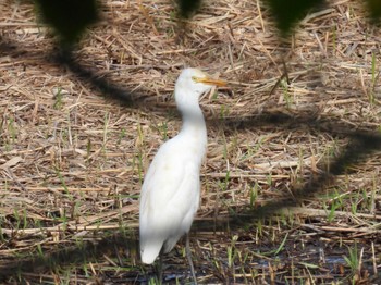 Eastern Cattle Egret Tokyo Port Wild Bird Park Sun, 10/23/2022