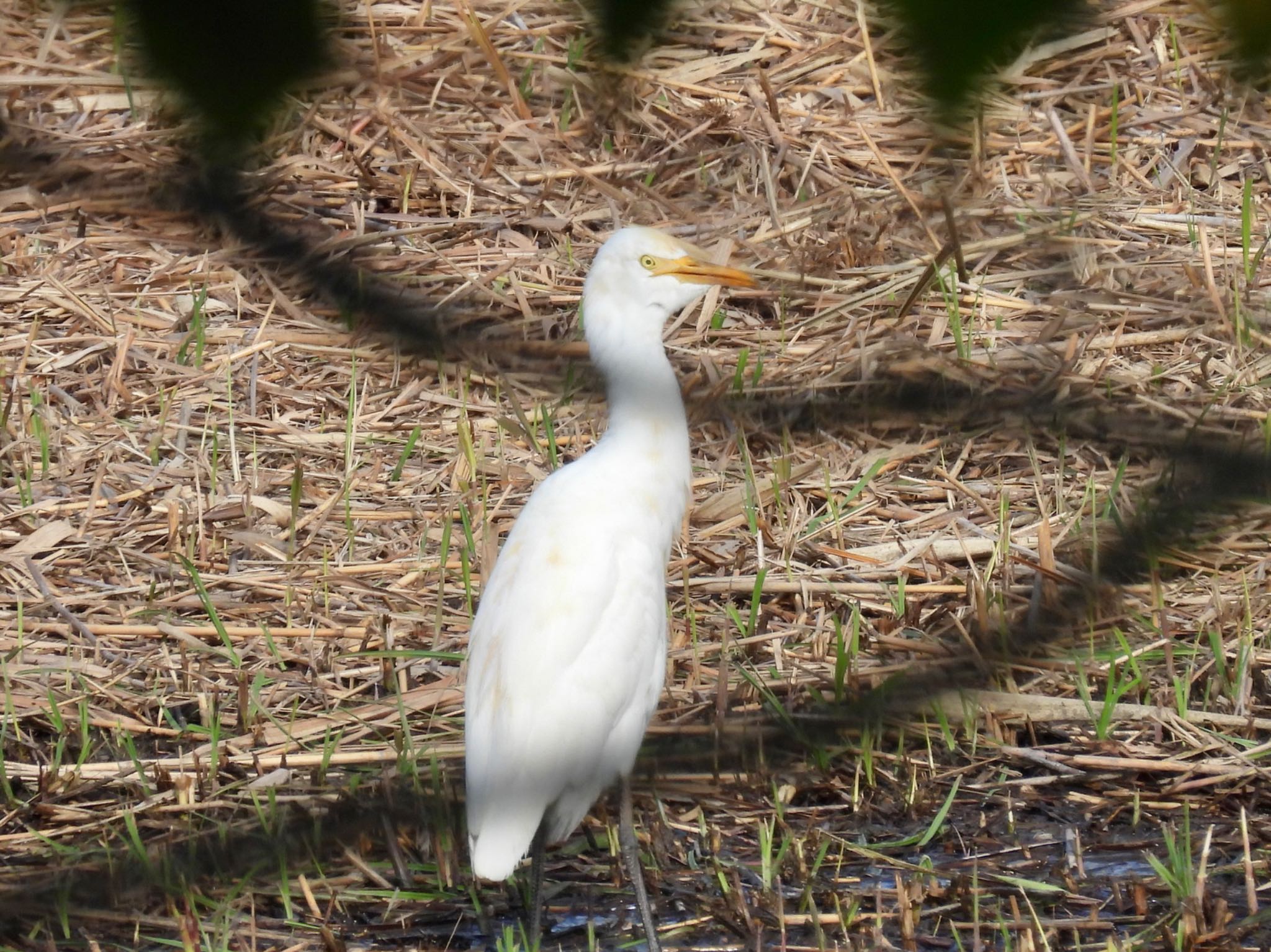 アマサギ