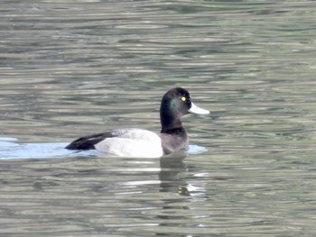 Greater Scaup Tokyo Port Wild Bird Park Sun, 10/23/2022