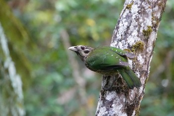 マダラネコドリ Chambers Wildlife Rainforest Lodges 周辺 2022年10月7日(金)