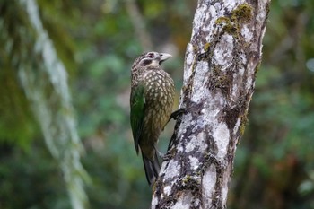 マダラネコドリ Chambers Wildlife Rainforest Lodges 周辺 2022年10月7日(金)