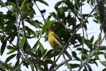 Australasian Figbird Chambers Wildlife Rainforest Lodges 周辺 Thu, 10/6/2022