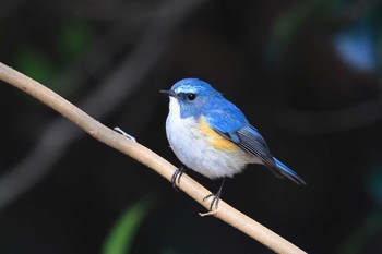 Red-flanked Bluetail Unknown Spots Sat, 2/24/2018