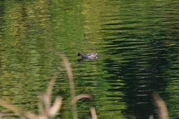 2022年11月21日(月) 長浜公園の野鳥観察記録