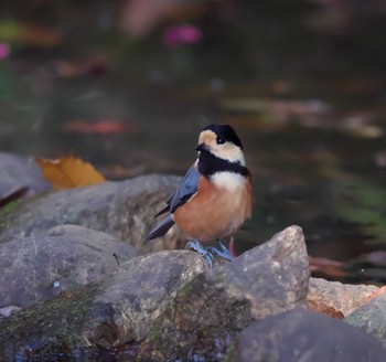 Varied Tit 東京都多摩地域 Fri, 11/18/2022