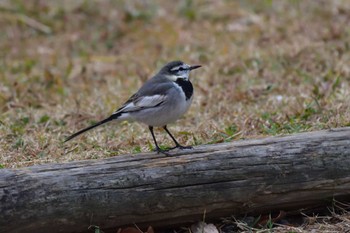 2022年11月20日(日) 長浜公園の野鳥観察記録