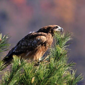 Black Kite 宮ケ瀬湖 Tue, 11/22/2022