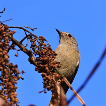 Tue, 11/22/2022 Birding report at 宮ケ瀬湖