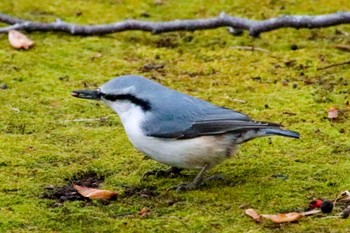 Eurasian Nuthatch 支笏湖野鳥の森 Sun, 11/20/2022