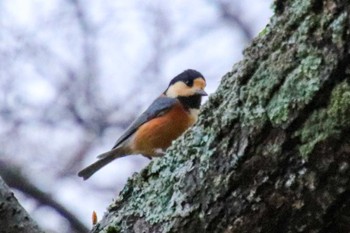 Varied Tit 支笏湖野鳥の森 Sun, 11/20/2022