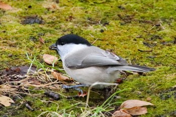 Marsh Tit 支笏湖野鳥の森 Sun, 11/20/2022