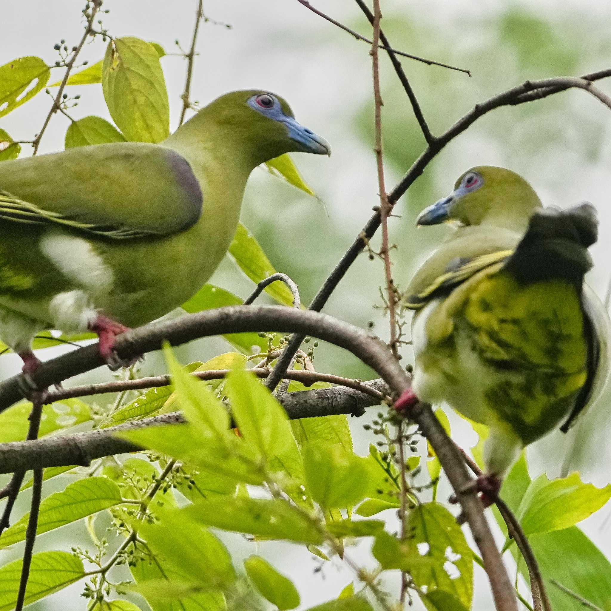 Khao Mai Keao Reservation Park シロハラハリオアオバトの写真 by span265