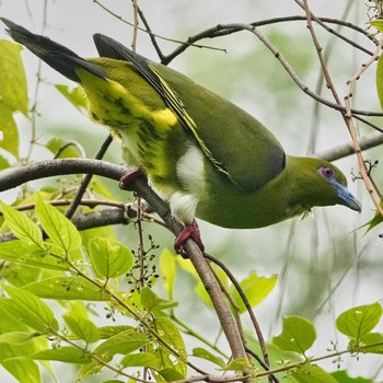 Yellow-vented Green Pigeon Khao Mai Keao Reservation Park Sun, 11/20/2022