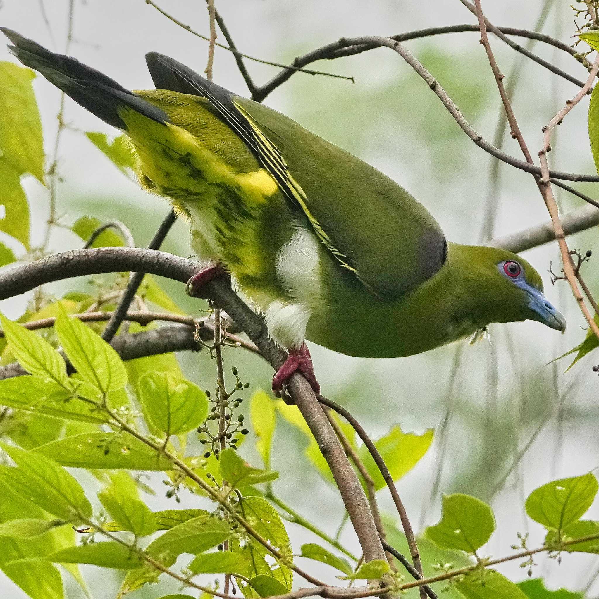 Khao Mai Keao Reservation Park シロハラハリオアオバトの写真 by span265