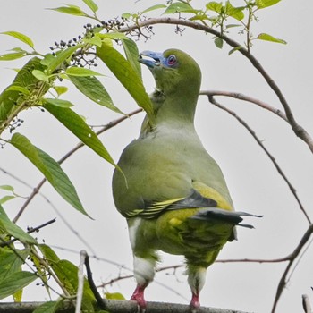 Yellow-vented Green Pigeon Khao Mai Keao Reservation Park Sun, 11/20/2022