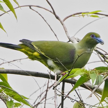 Yellow-vented Green Pigeon Khao Mai Keao Reservation Park Sun, 11/20/2022