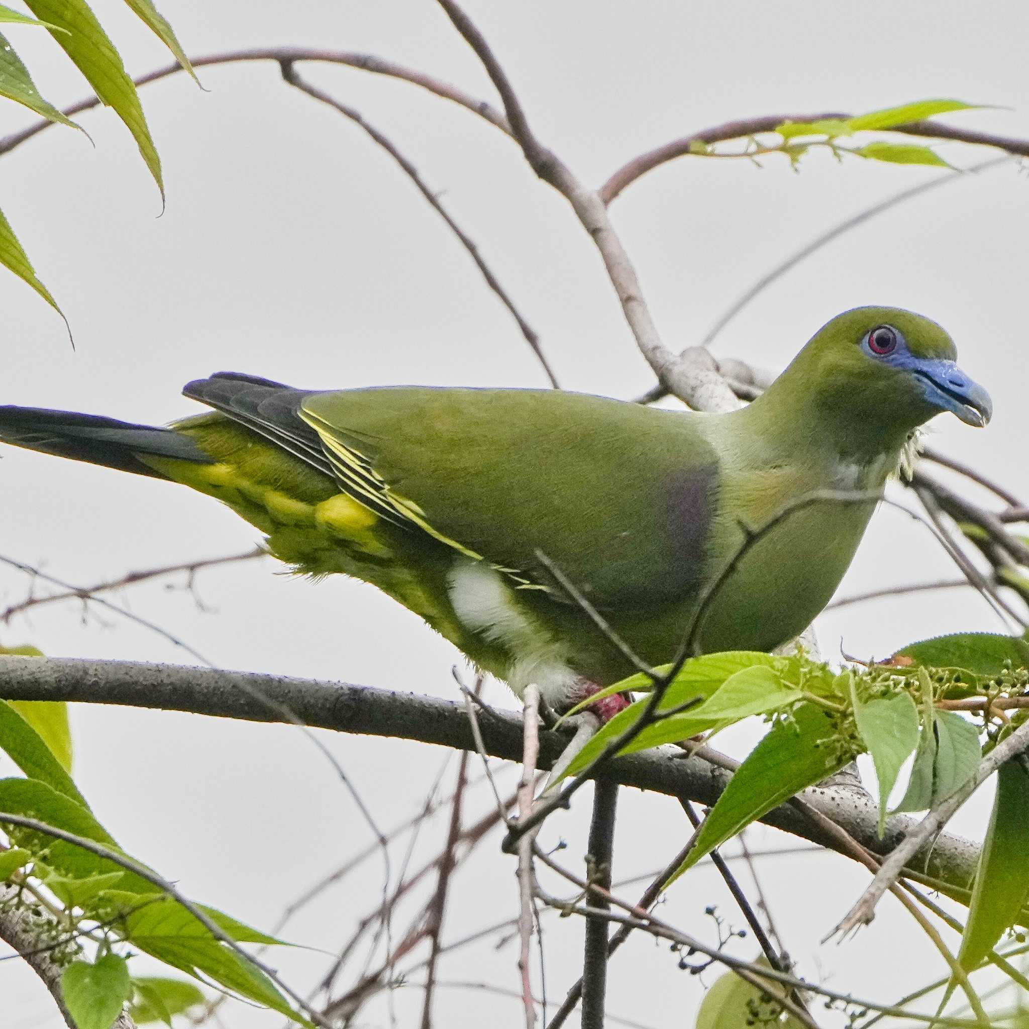 Yellow-vented Green Pigeon