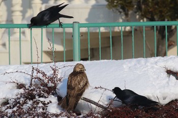 Eastern Buzzard 北海道　函館市　松倉川 Wed, 2/28/2018