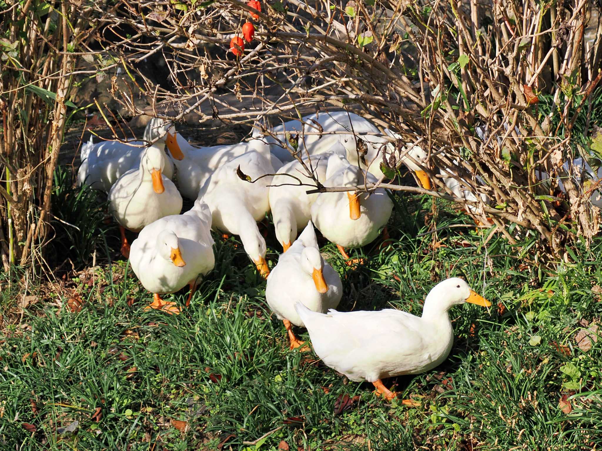 Photo of Domestic duck at 雨引観音 by 藤原奏冥