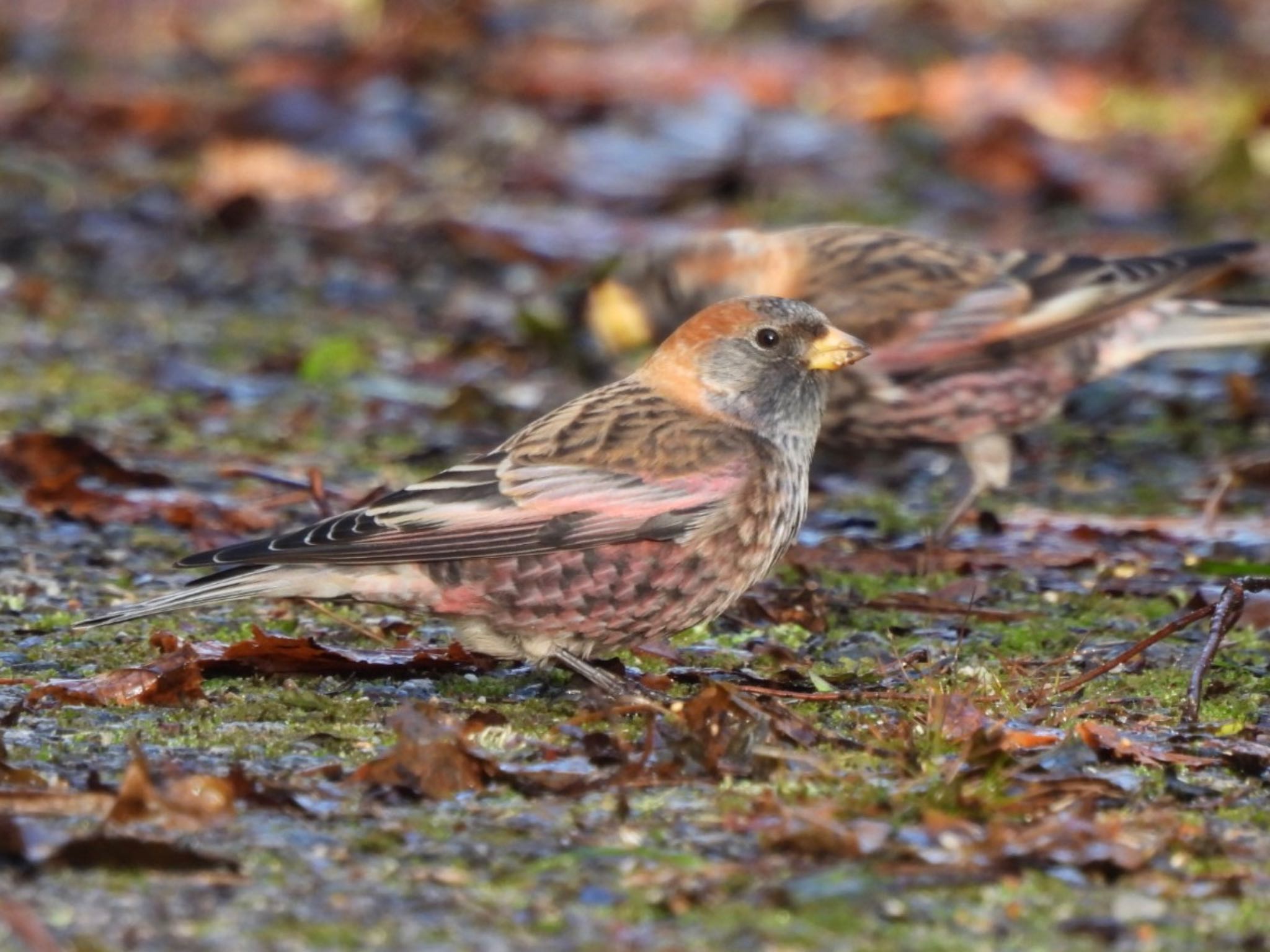 Photo of Asian Rosy Finch at 六甲山 by カモちゃん