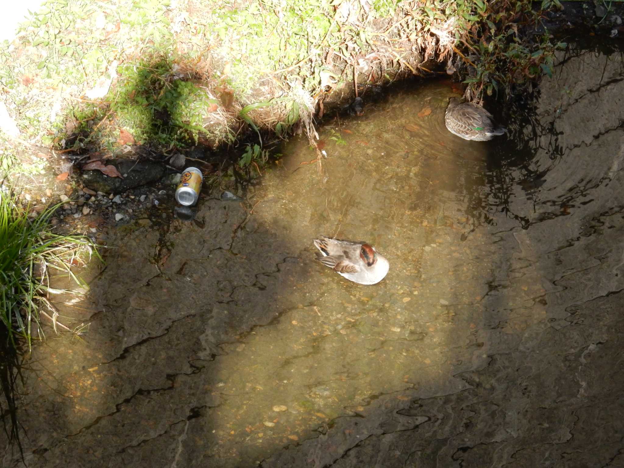 平和の森公園、妙正寺川 コガモの写真 by morinokotori