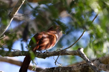 Squirrel Cuckoo Vigia Chico(Mexico) Tue, 1/9/2018