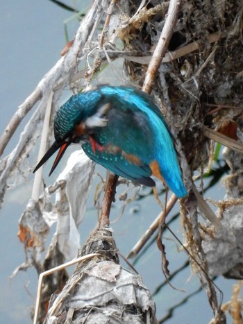 2022年11月22日(火) 平和の森公園、妙正寺川の野鳥観察記録