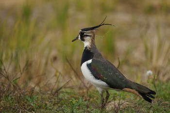 Northern Lapwing 斐伊川河口 Tue, 11/22/2022