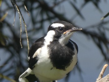 Magpie-lark Glenmore, NSW, Australia Sun, 11/20/2022