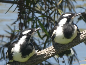 Magpie-lark Glenmore, NSW, Australia Sun, 11/20/2022