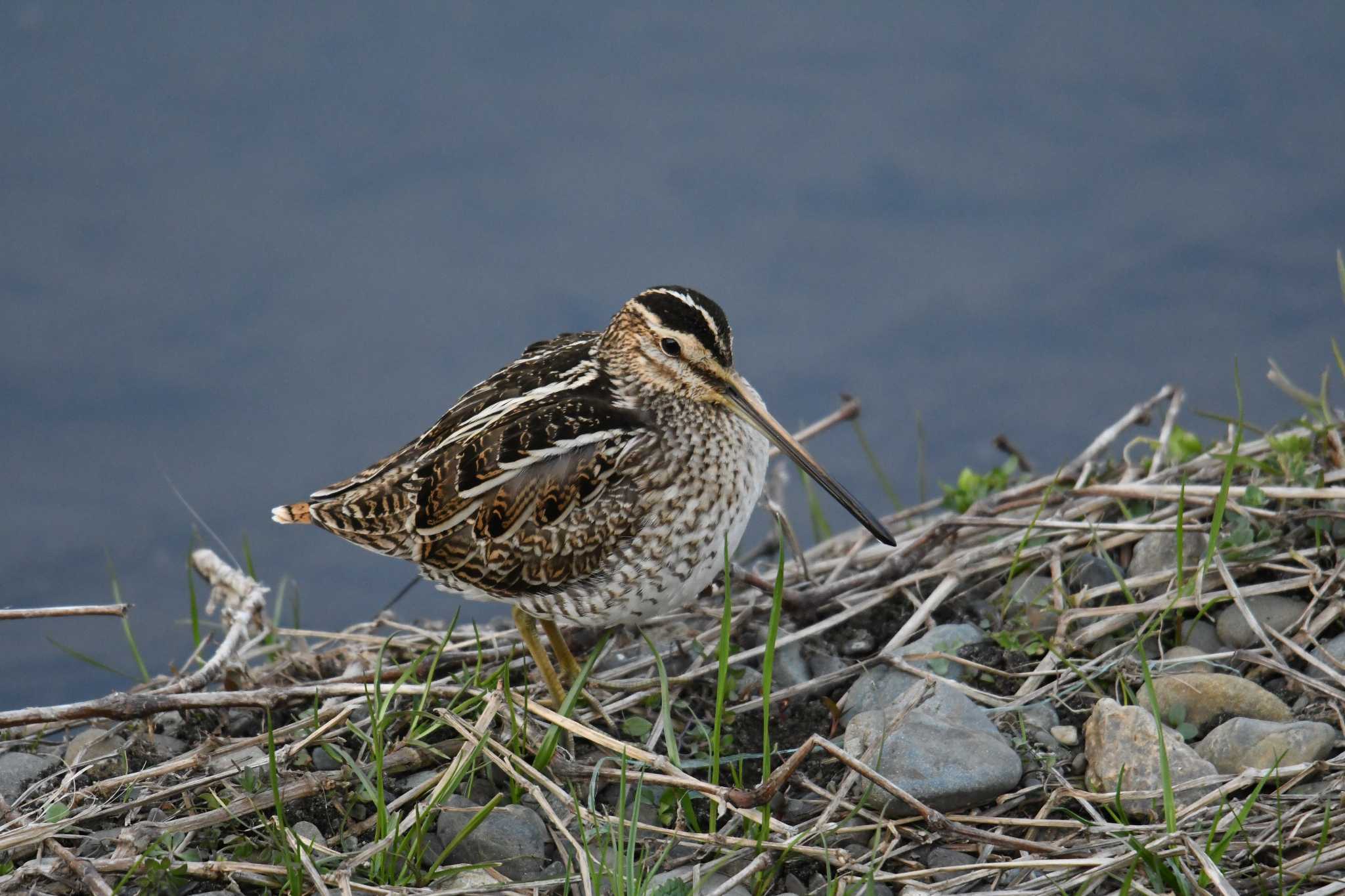 Photo of Common Snipe at Nogawa by あひる