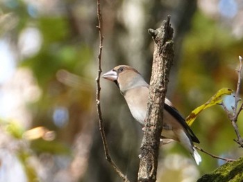 シメ 小宮公園(八王子) 2022年11月22日(火)