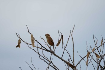 Bull-headed Shrike 斐伊川河口 Tue, 11/22/2022