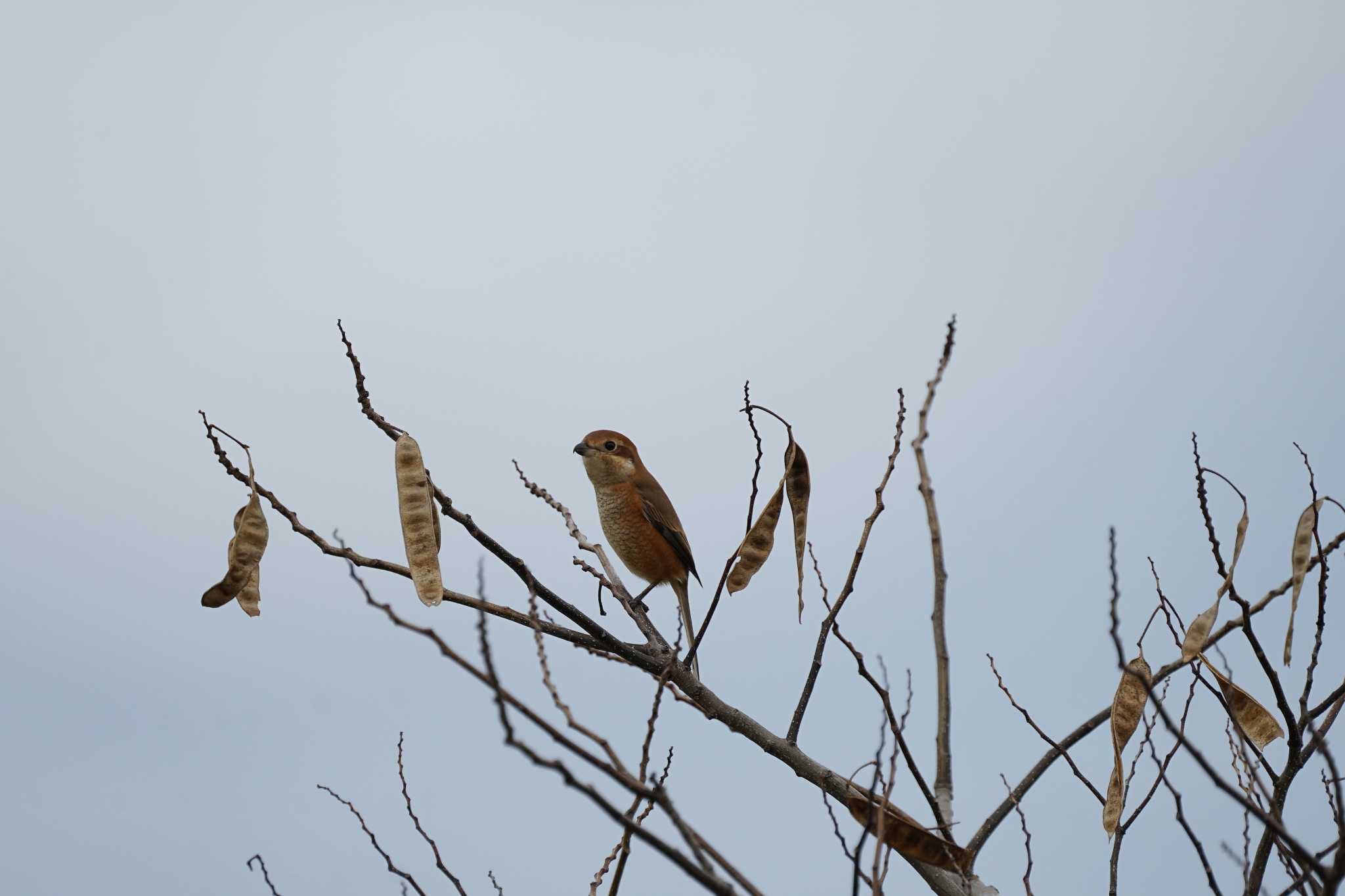 Photo of Bull-headed Shrike at 斐伊川河口 by ひらも