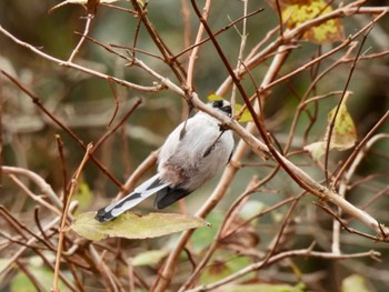 Long-tailed Tit 六甲山 Tue, 11/22/2022