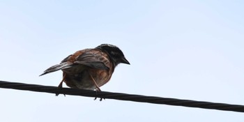 Meadow Bunting 南アルプス邑野鳥公園 Sat, 7/9/2022